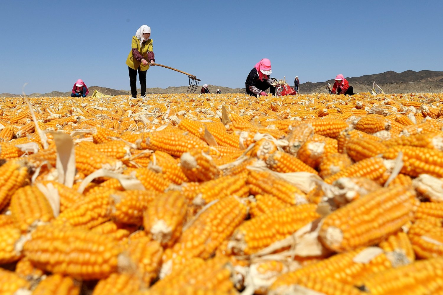甘肃张掖制种玉米进入收获期,晾晒现场宛如金色海洋