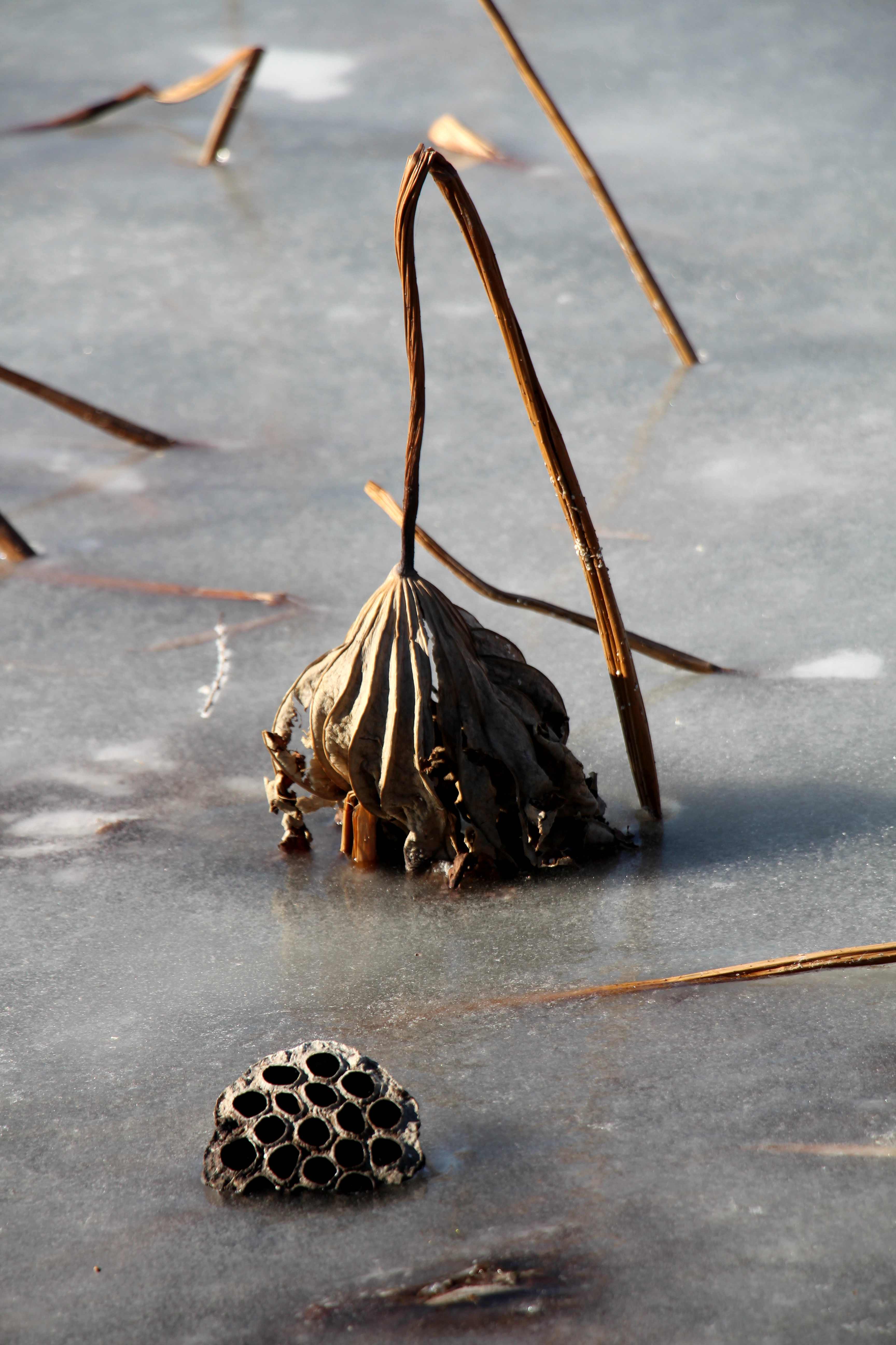 冬日荷塘莲蓬美