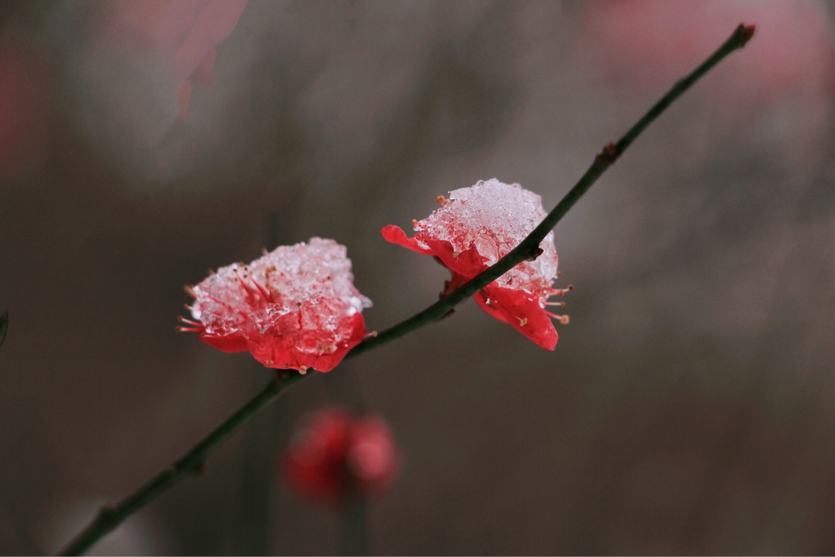 植物风光,结冰霜的梅花