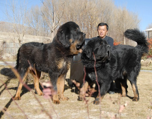 藏獒十分的强壮,肌肉发达,性格刚强,是忠心的代表