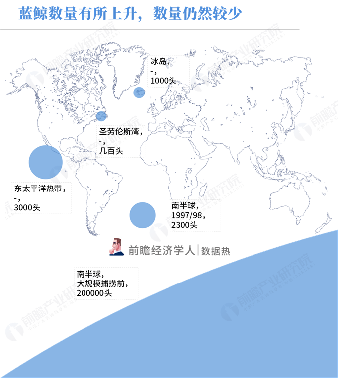 数据热|鲸类数量正在复苏:蓝鲸数量仍然极低,南半球曾有二十万头,现