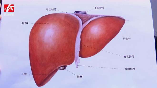 [图]春季肝病多发期，专家喊你“小心肝”：定期检查防止肝功能异常