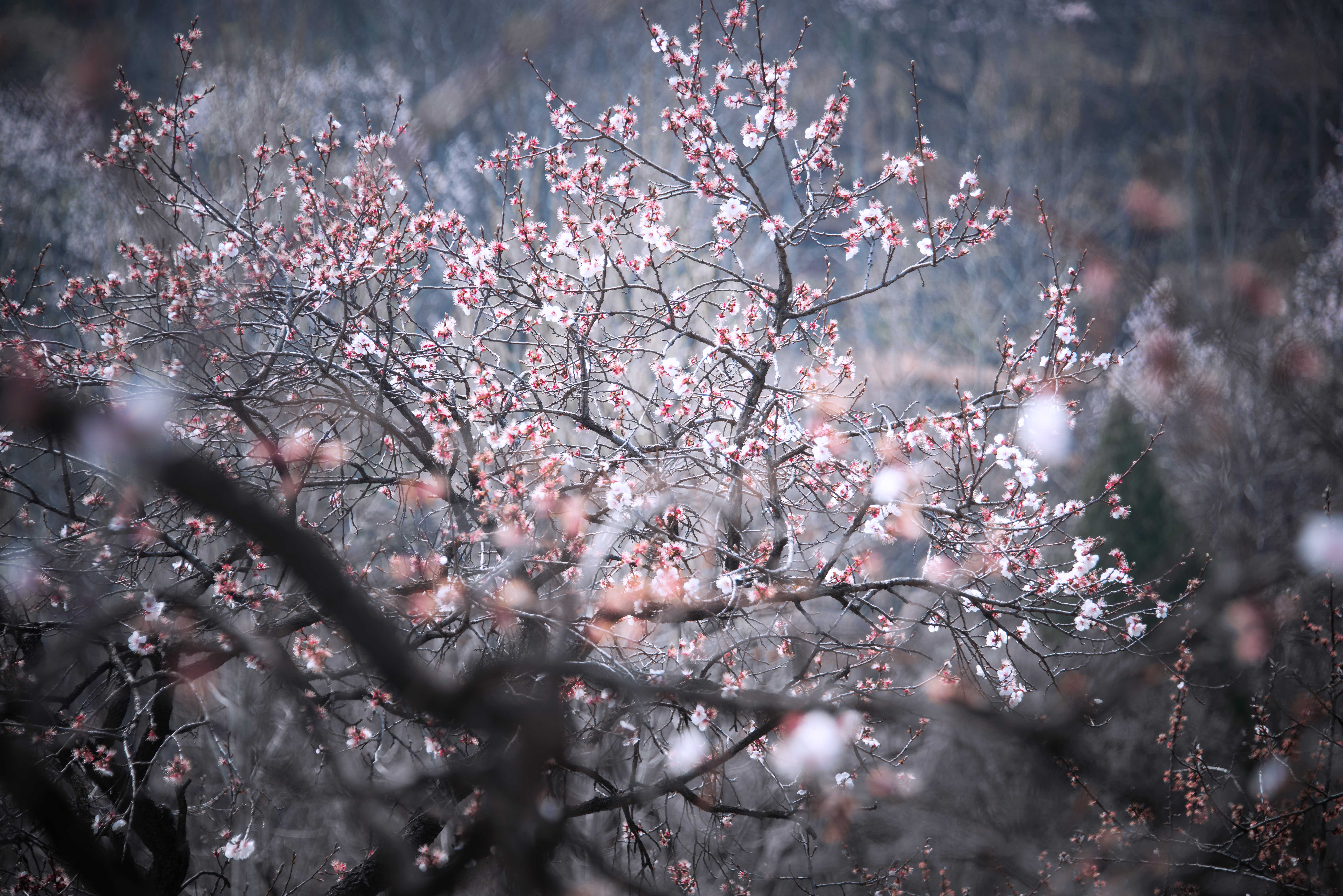 正在盛开的尖山杏花