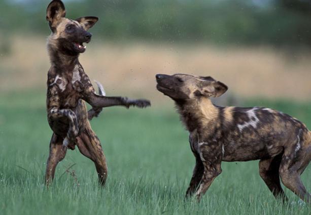 悲催的角马遇到野狗,残忍的野狗扯角马的肠子就像是在扯橡皮筋!