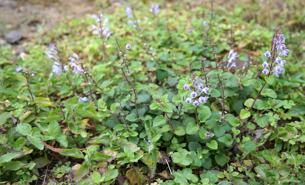 这种草叫"韩信草",农村到处都是,但是它的用处却很少有人知道