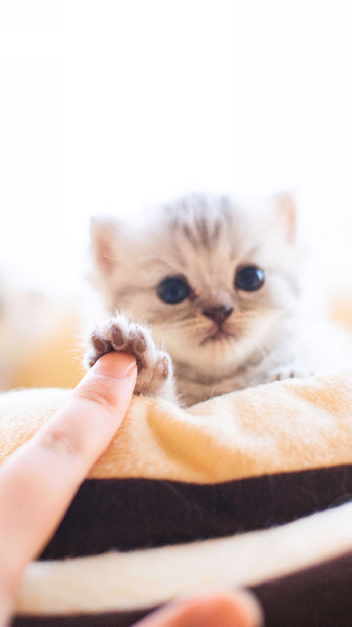 文静小猫咪在线撩人,让人忍不住忘却时间与它一起玩耍!