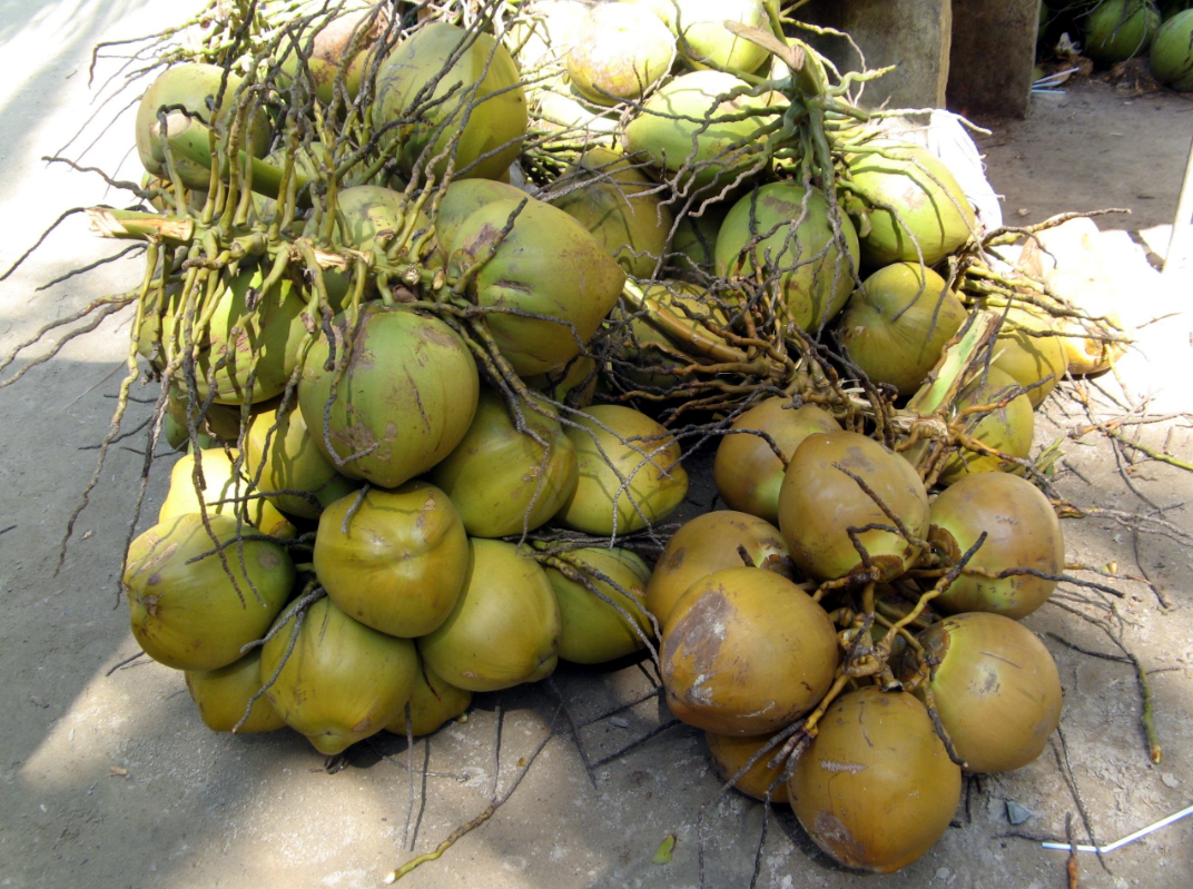 椰子苗 - 热门商品专区