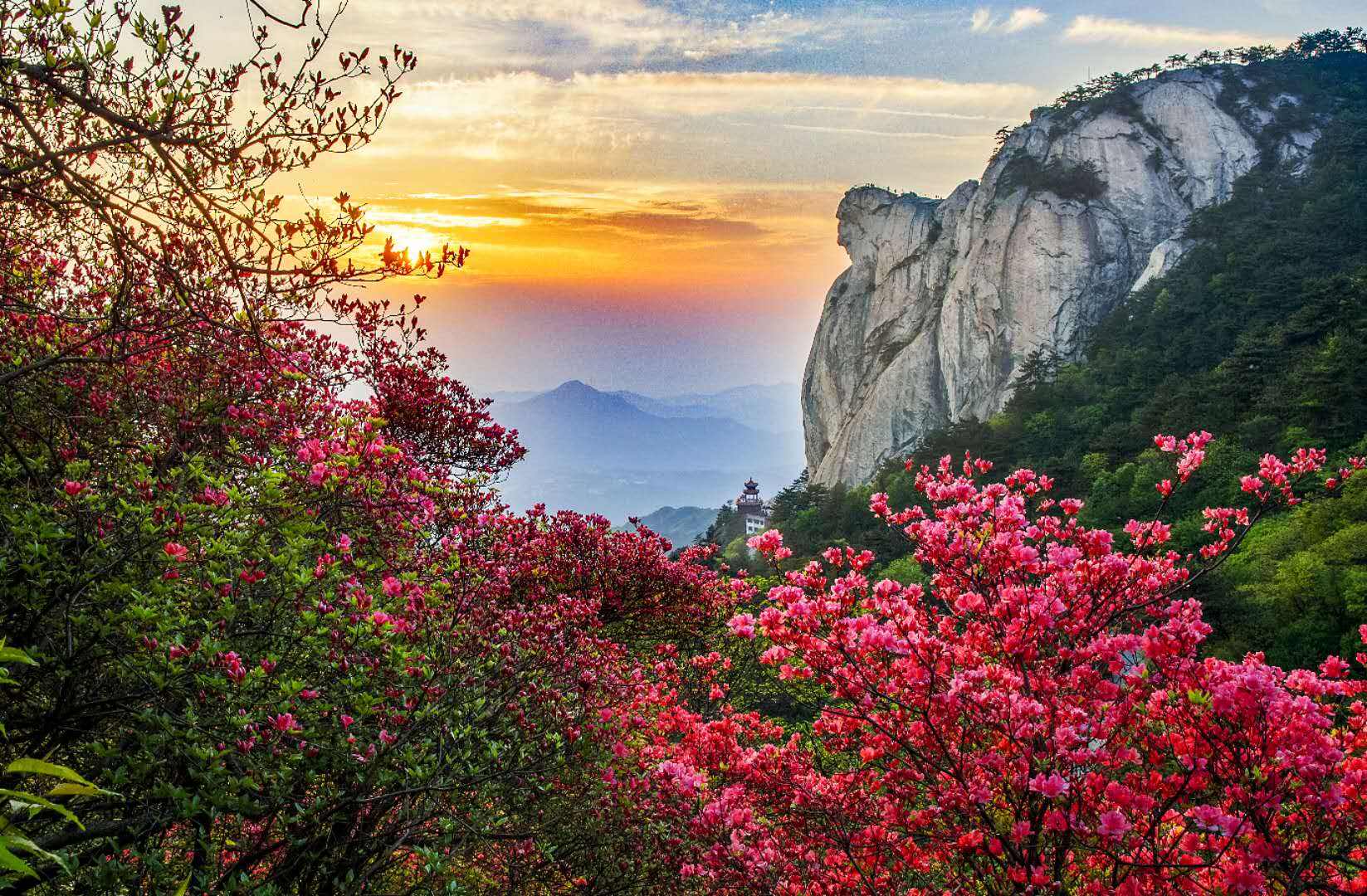 湖北此山主峰象一只乌龟 有中国最大的古杜鹃群落 每年4,5月盛开