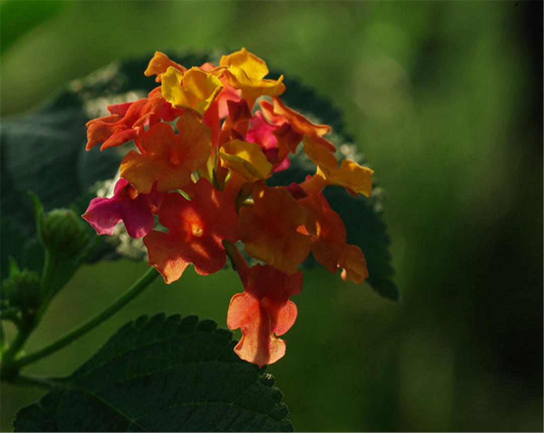 五色梅果实有毒你知道吗?为你讲解家中养殖五色梅需要注意的事项