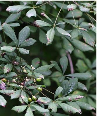 对倒卵叶五加你了解多少?我猜这些你不知道