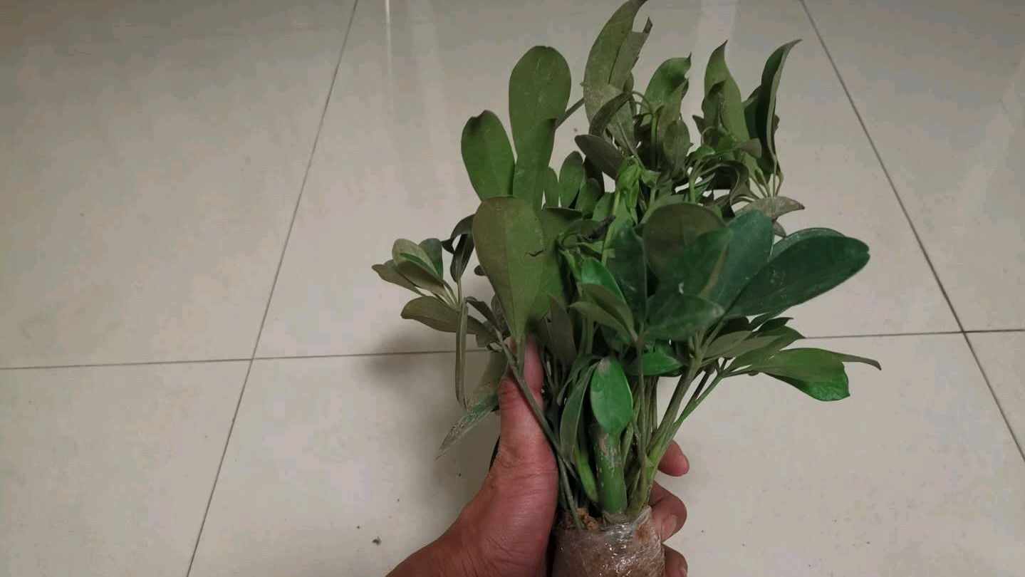 定点养蜂没有蜜源怎么办,小黄教你一招轻松解决