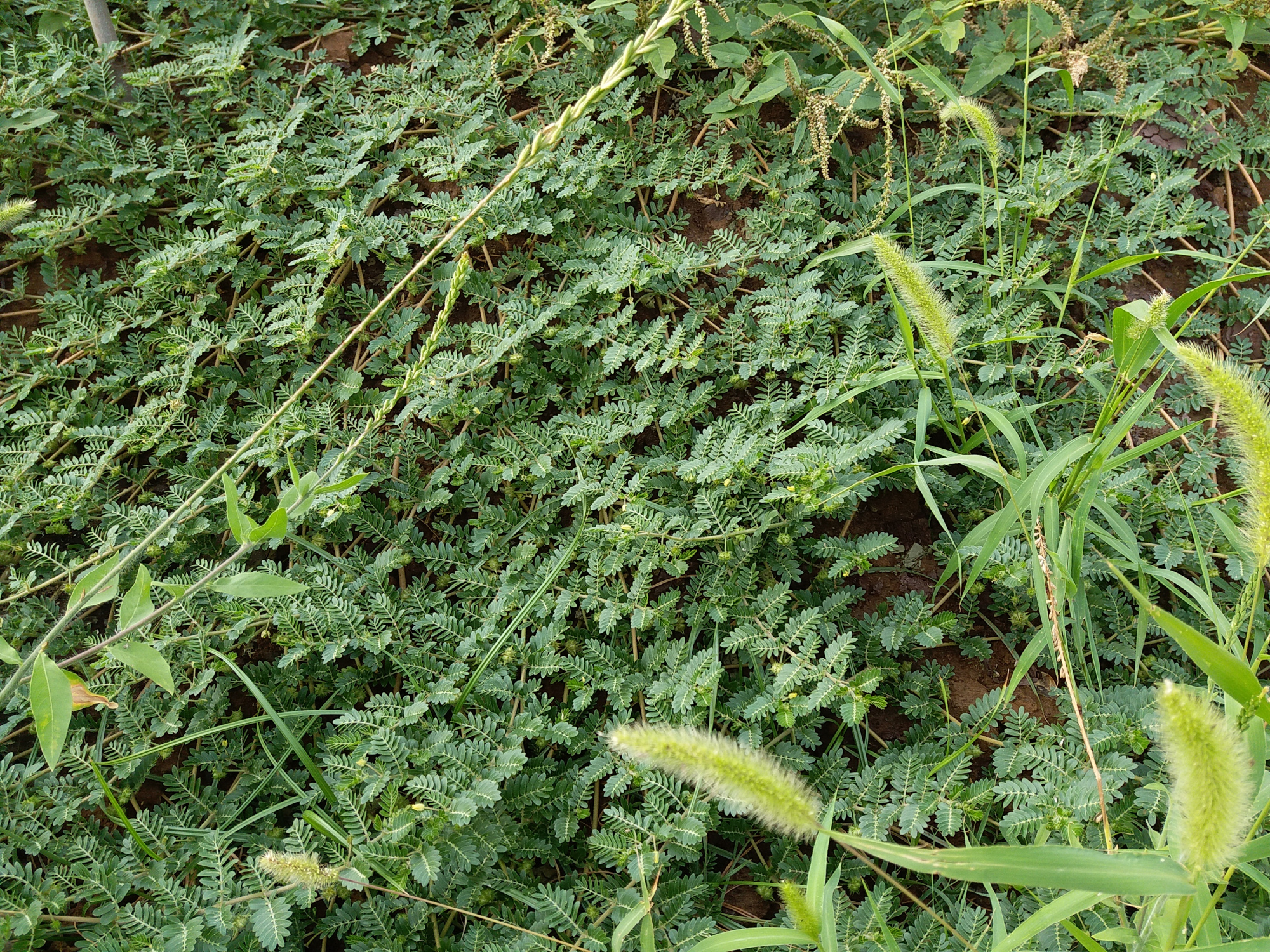 棘勒狗子植物图片图片