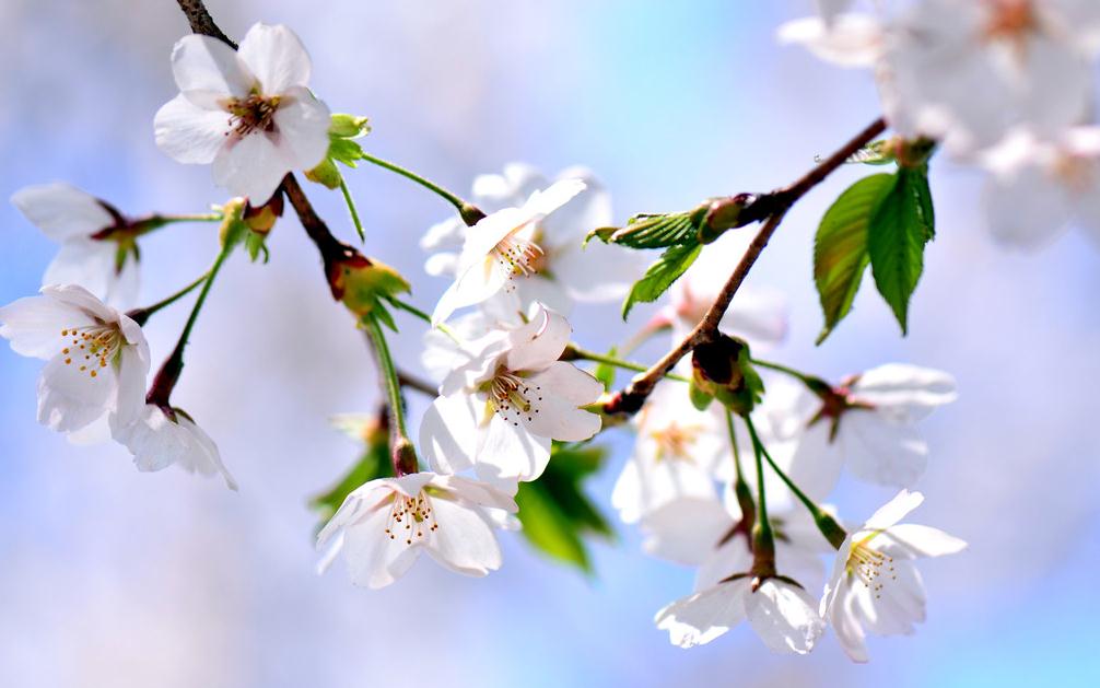 樱花之恋——早春里的浪漫约定