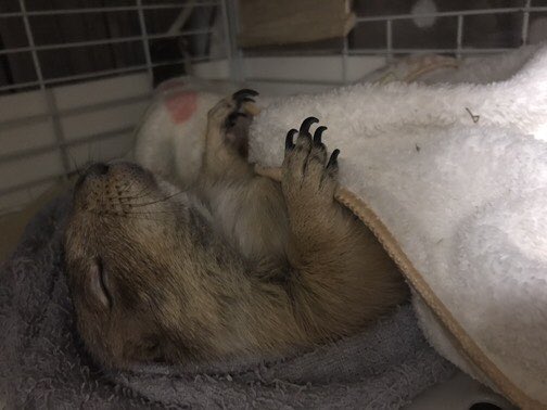 土拨鼠到新家发现有4只猫,彻底收起了暴脾气,温顺乖巧好软萌