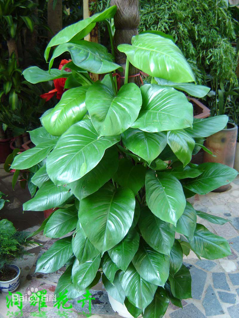 心叶藤别称心叶蔓绿绒,绿宝石喜林芋,杏叶藤