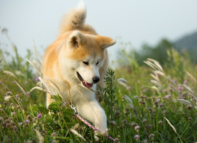 秋田犬虽萌,但养起来可不简单,在有些城市都成了禁养犬