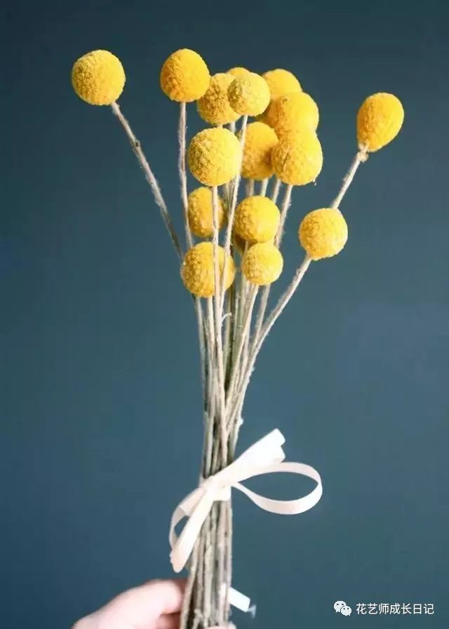 金槌花 | 明亮鲜艳,花型饱满,天然干花的优良花材