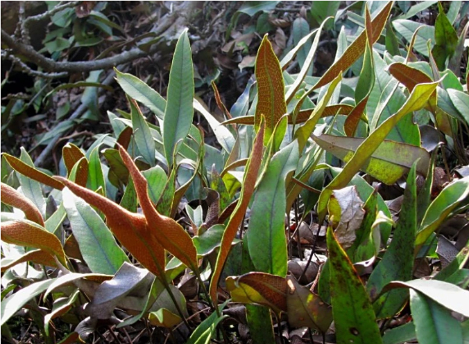 它是悬崖上长的野草,农村人管它叫"肺心草",见着一定要摘!