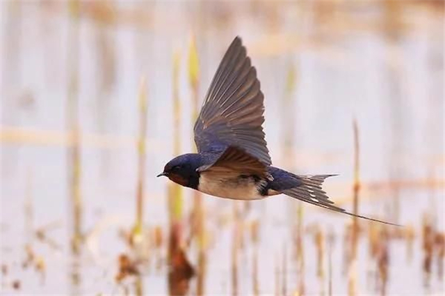 燕子每年冬天往南飞,到底飞到哪里了?为什么南方很少见?