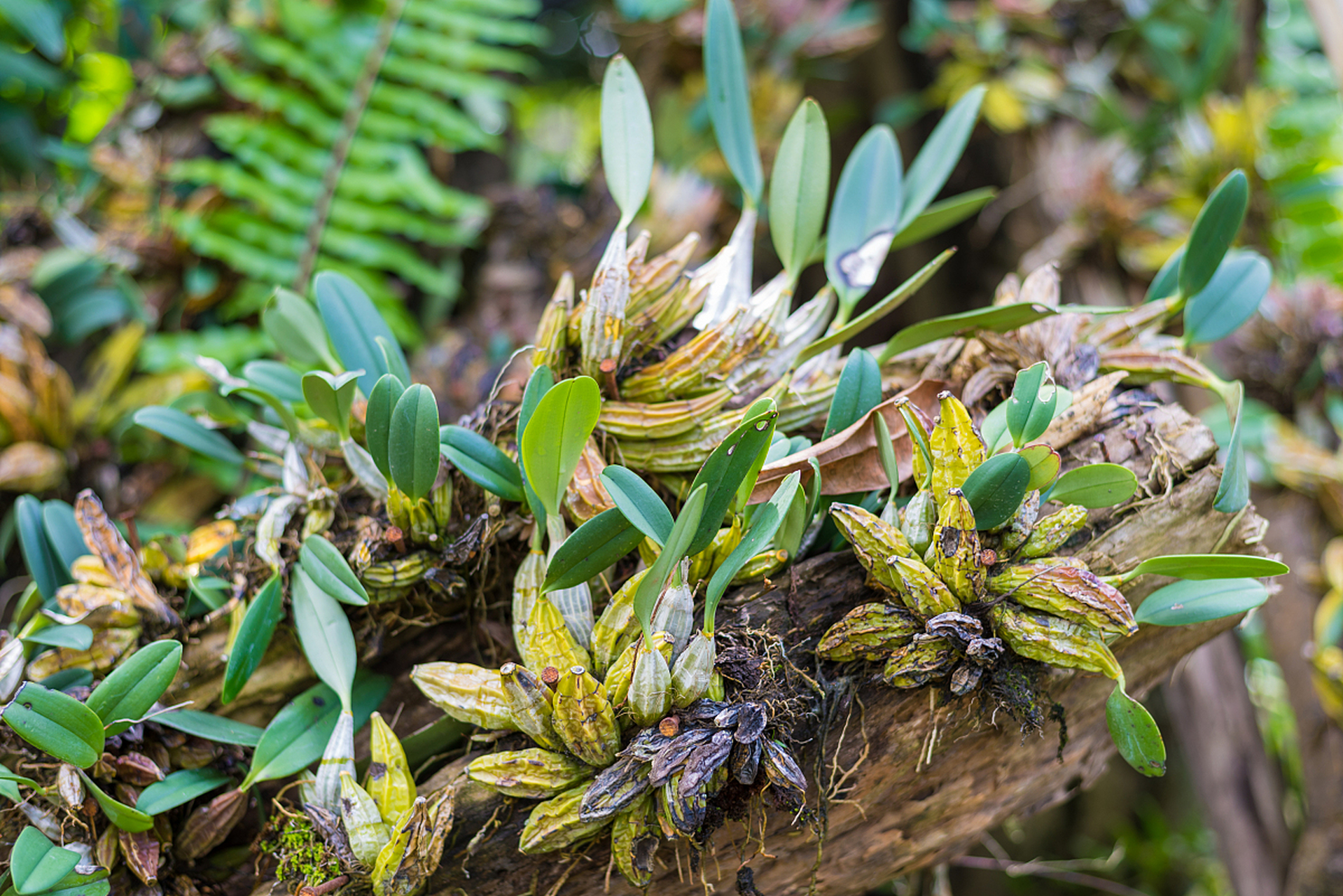 雪山石斛手串是一种用名贵中草药雪山石斛制成的佩戴品,颜色一般为浅