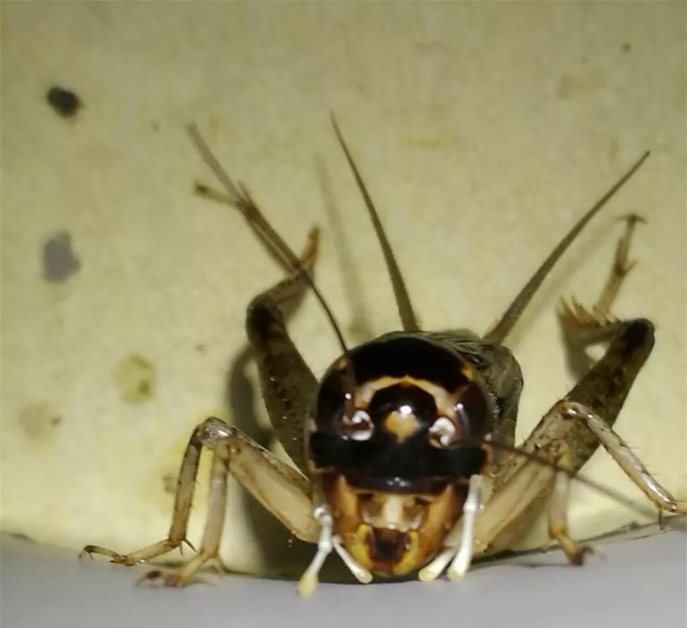 红牙青有点歪脖「蟋蟀」