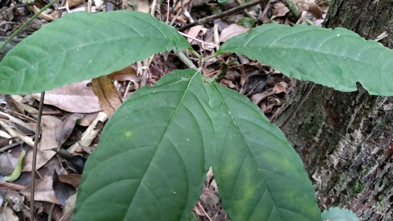 野生名贵药材黄花倒水莲又名观音串