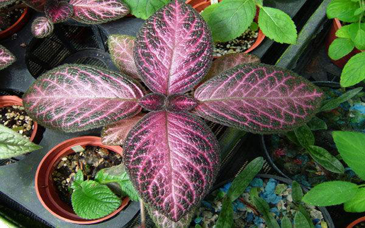 近几年流行栽培的室内观叶植物,常绿多年生蔓性草本植物