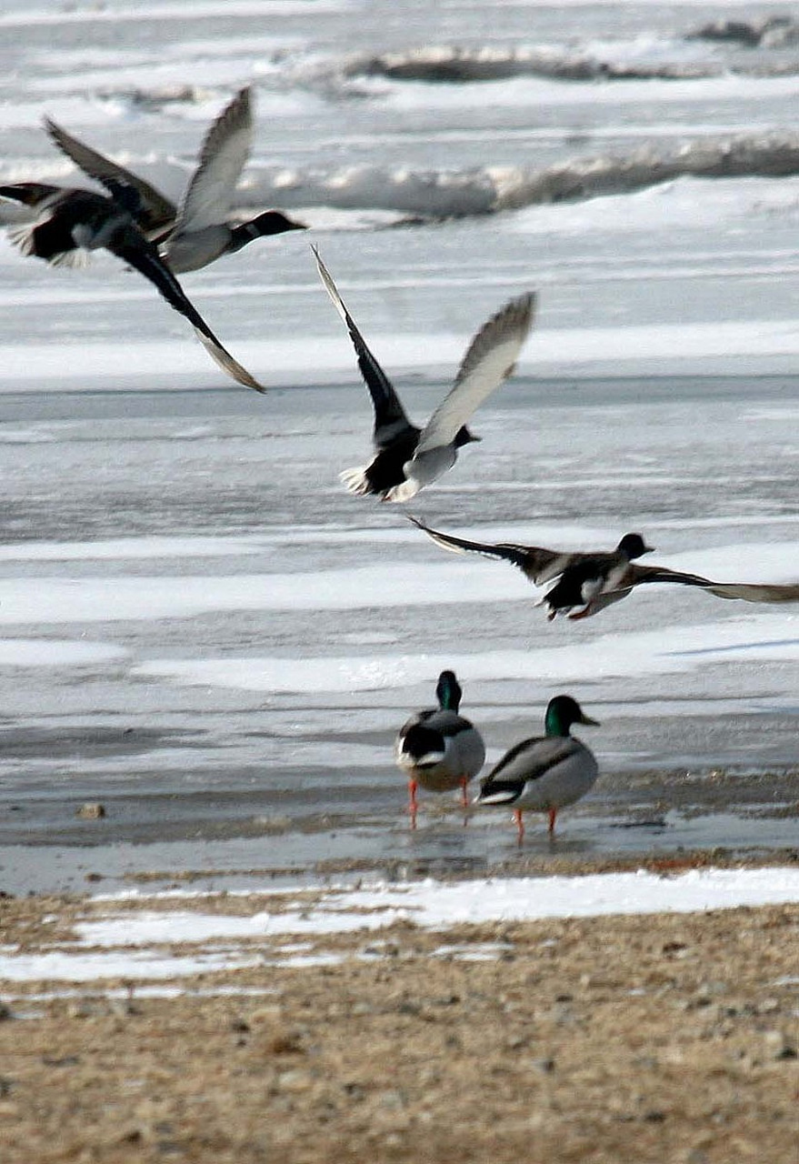 一直有人想知道,也有人问我:俄语中的"乌拉"是什么意思?