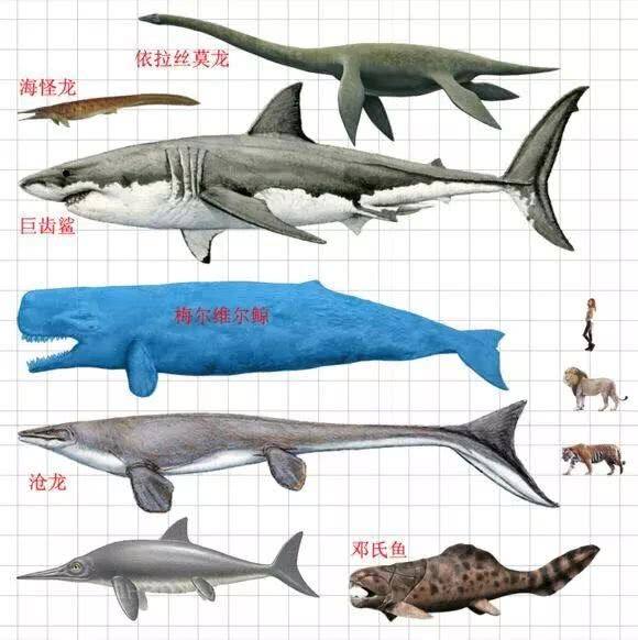 巨齿鲨怎么折纸图片