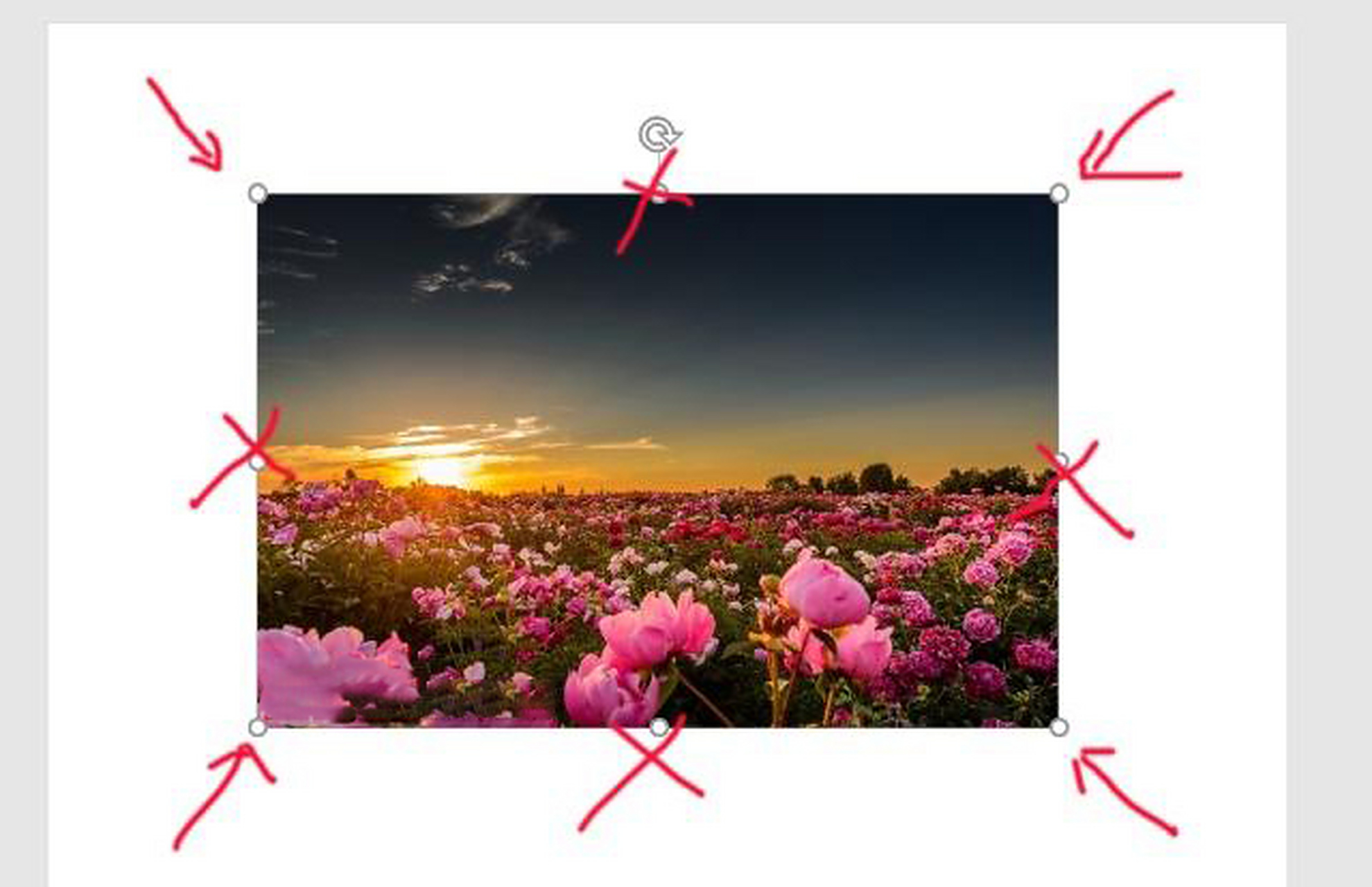 作者学院# #职场技能# ppt中的图片,怎样放大和缩小才不变形?