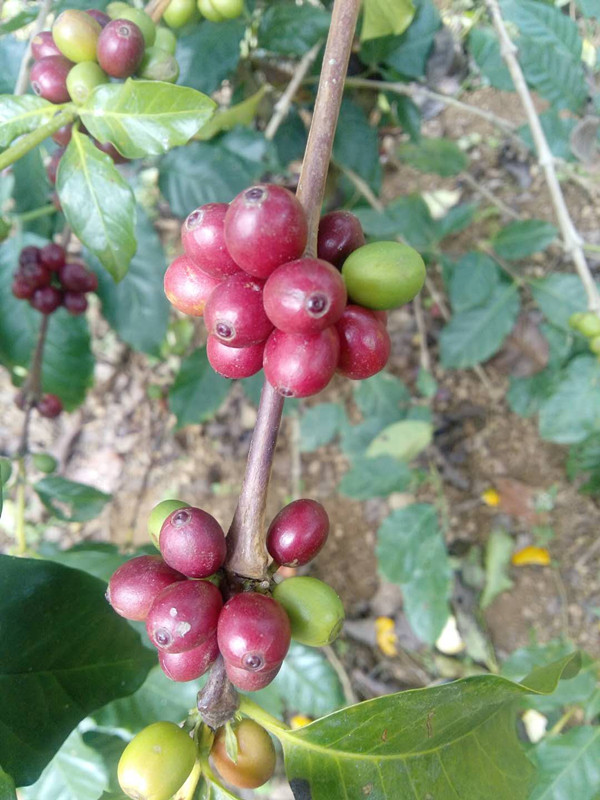 这一树的小青豆红豆,是啥?