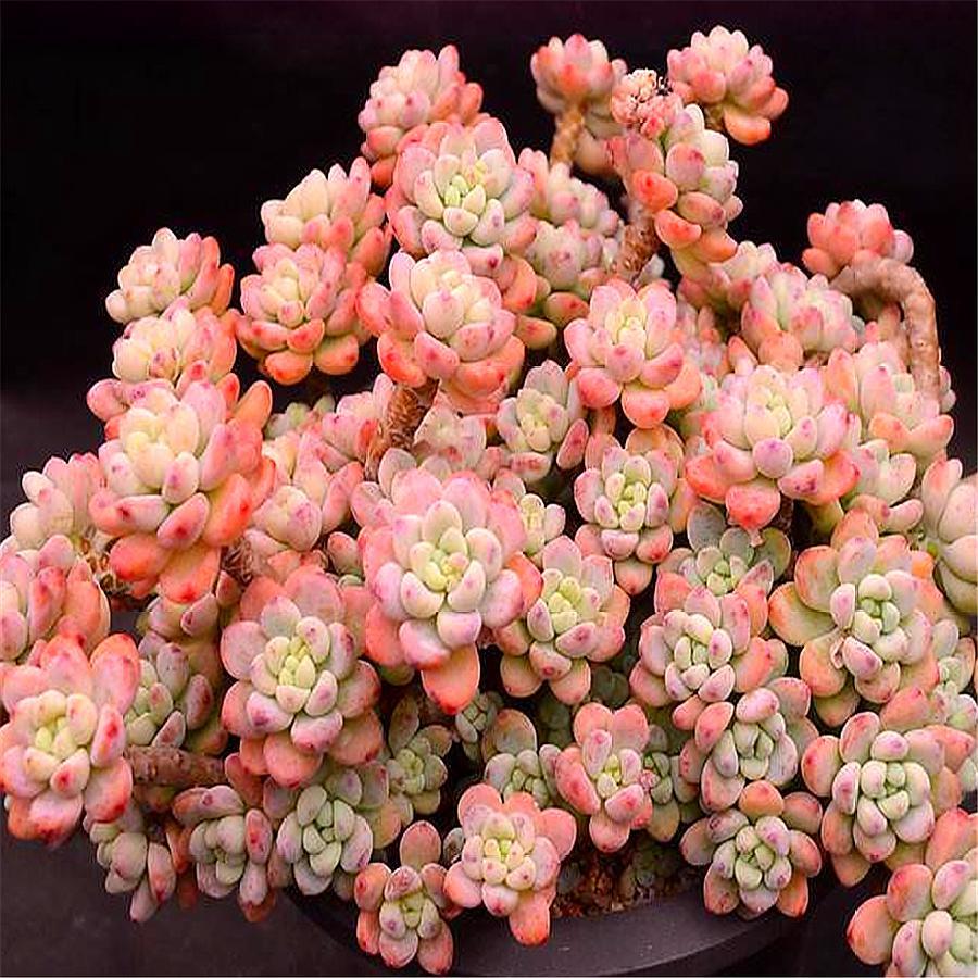 家庭养多肉罗琦,2多1少要牢记,1分钟学会,快速上色变老桩