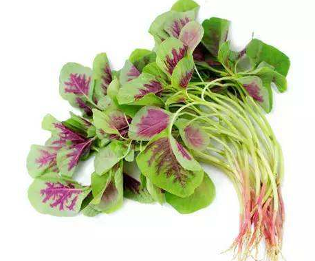 美食:汗菜,口感鲜嫩营养丰富,能促进断骨再生加快伤口愈合!