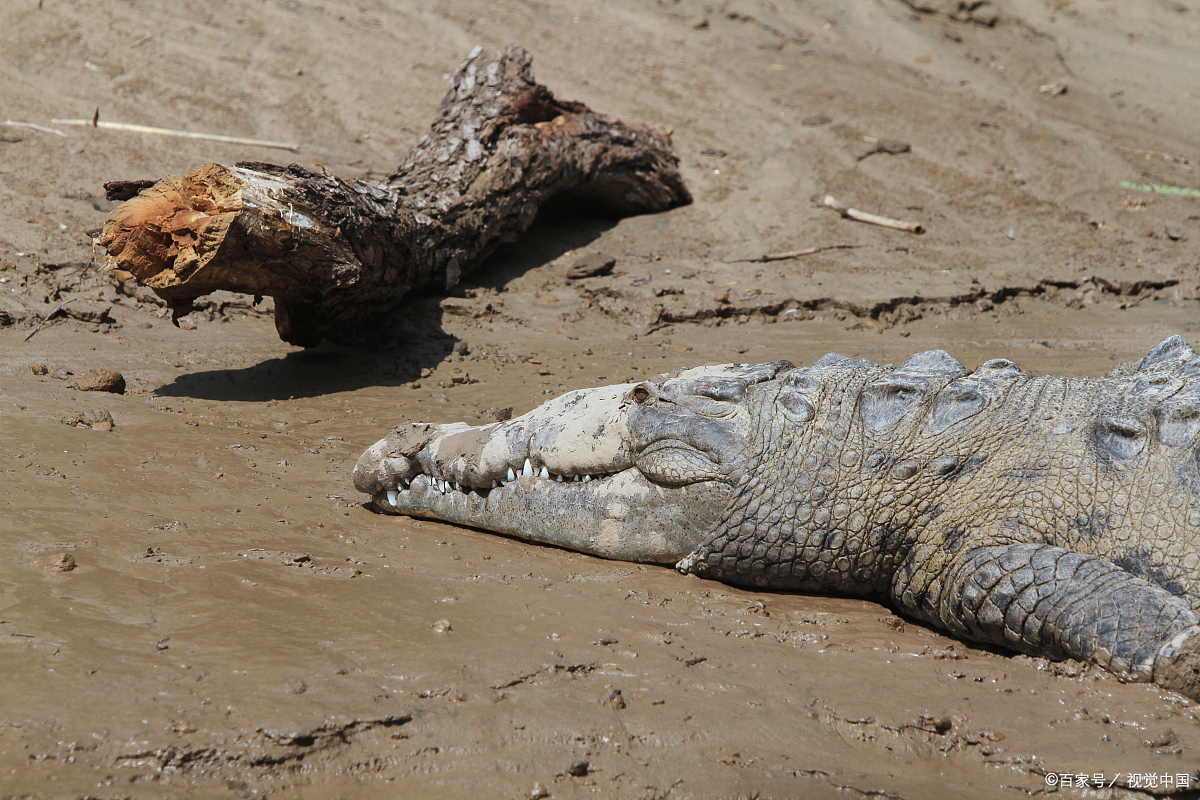鳄鱼冬眠罕见画面曝光