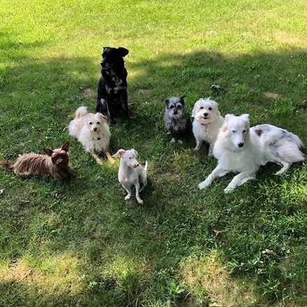 腊肠犬跟吉娃娃串串,竟然生出了一只粉色长耳小猪,太稀有了!