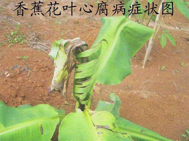 香蕉炭疽病和香蕉花叶心腐病的识别和防治方法