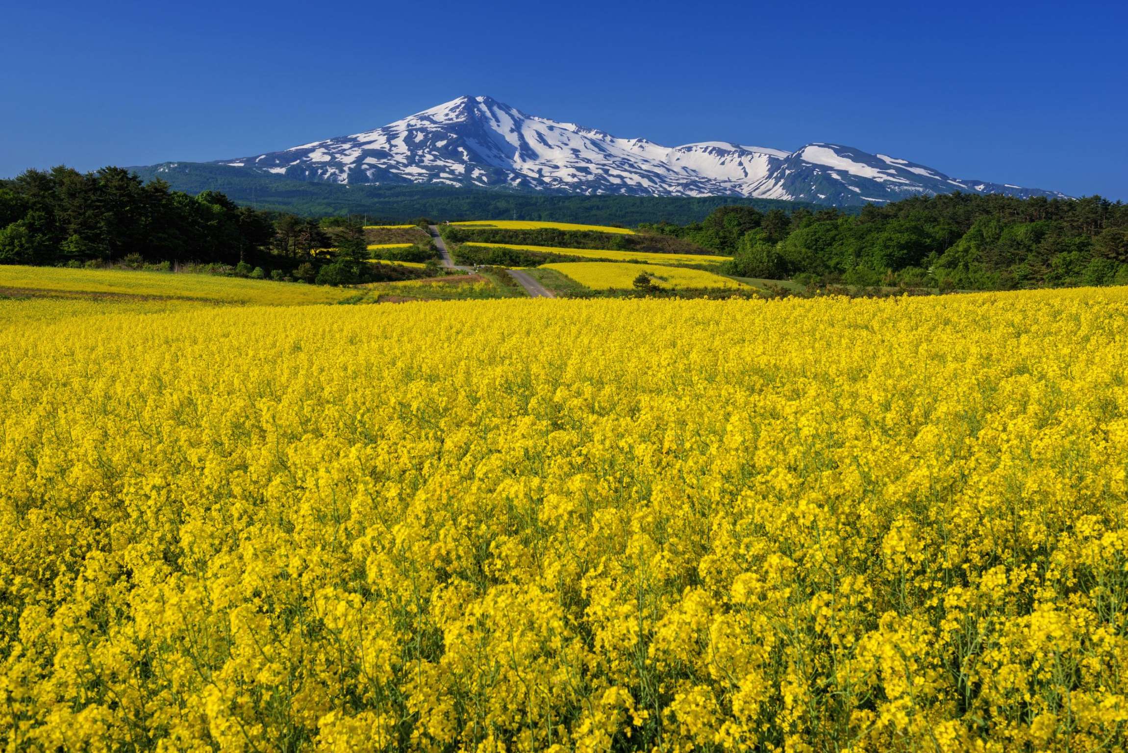 日本秋田縣的油菜田.