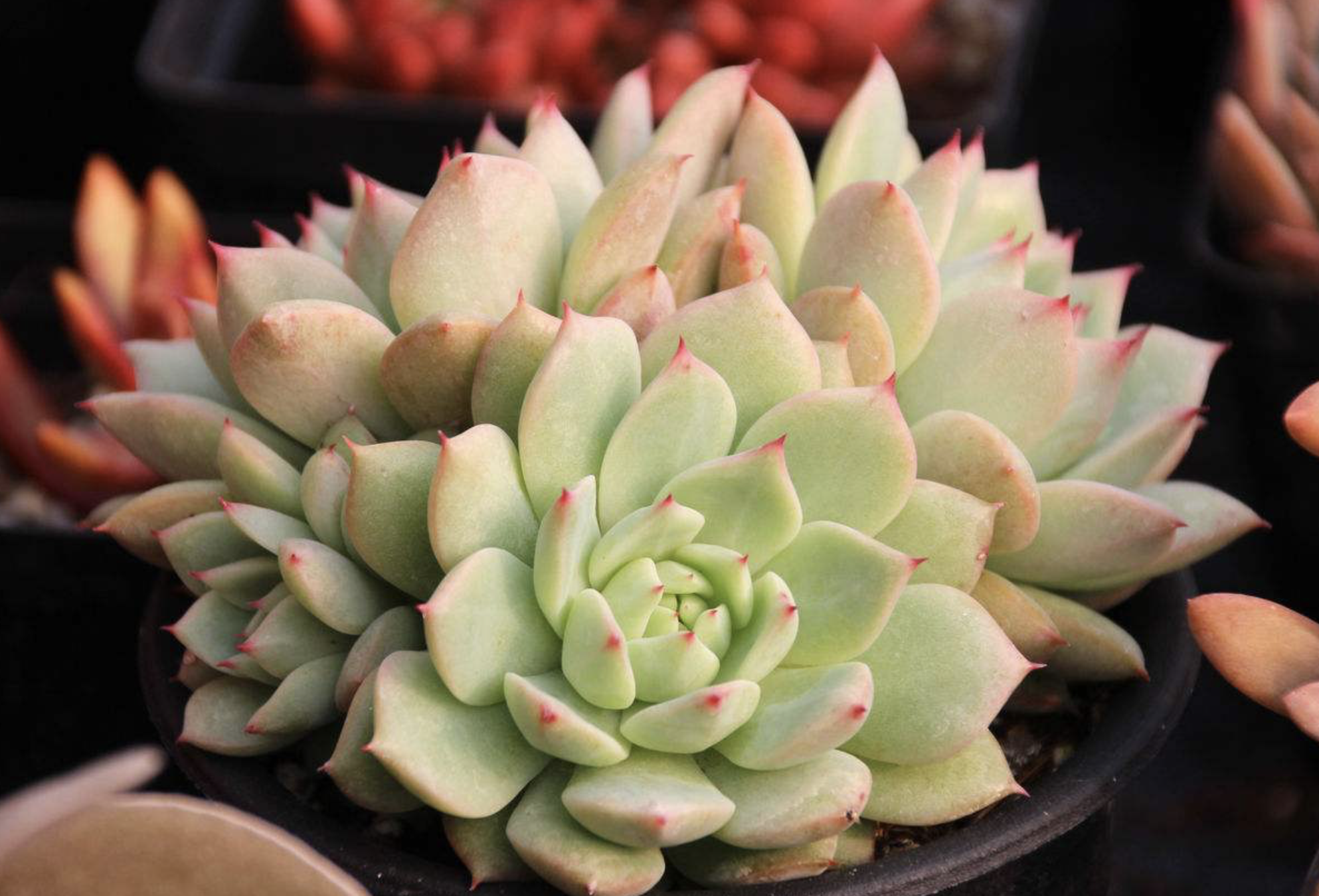 这些萌哒哒的拟石莲系多肉植物「第三弹」,你认识吗?