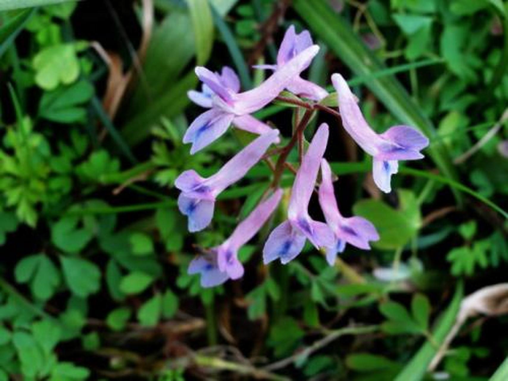 为罂粟科植物伏生紫堇的干燥块茎.