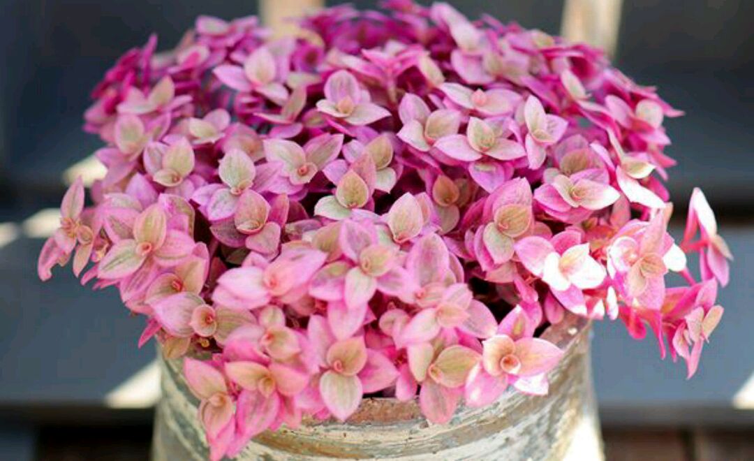 养盆胭脂云,既有多肉的可爱,也有粉彩鸭跖草的清新