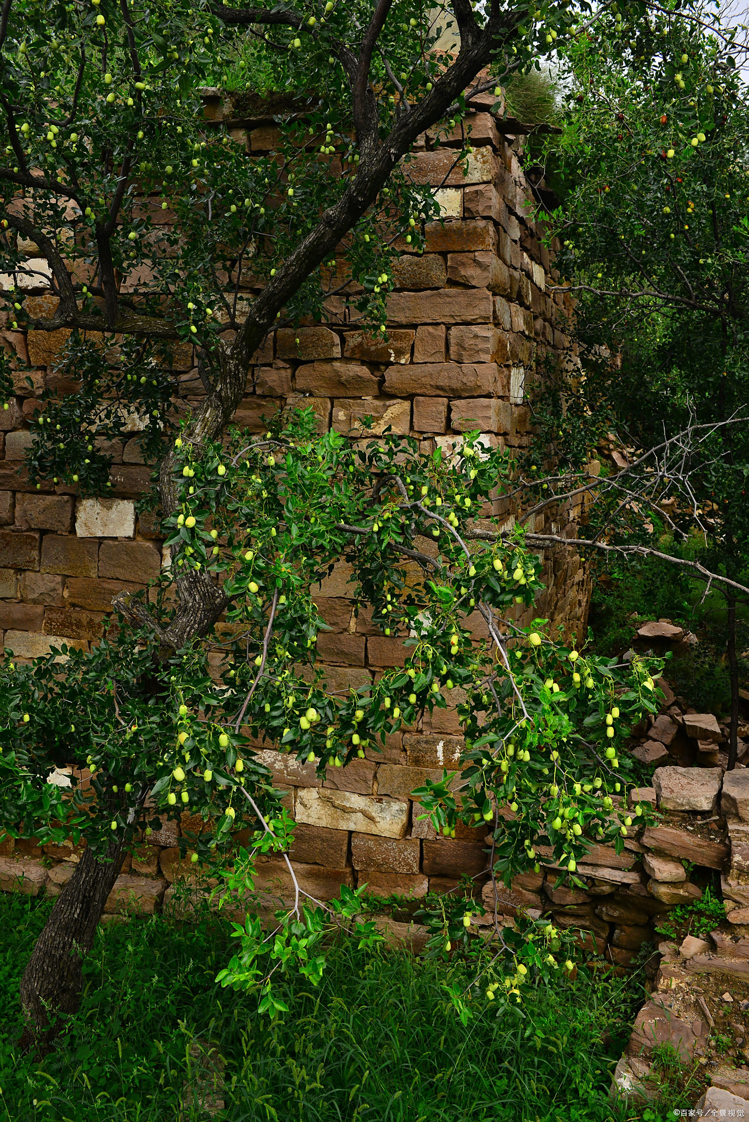 枣树- 热门商品专区