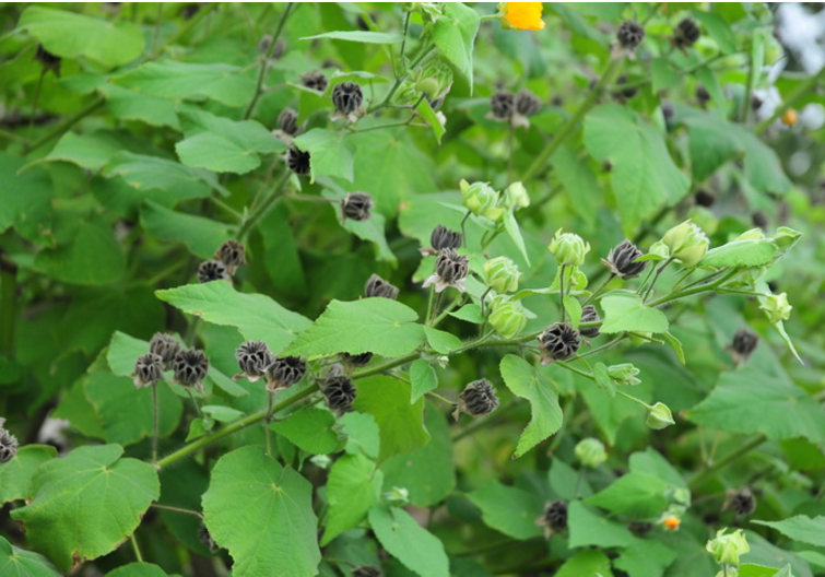 农村这种"草",不仅能疏风止咳,还对耳朵有好处!