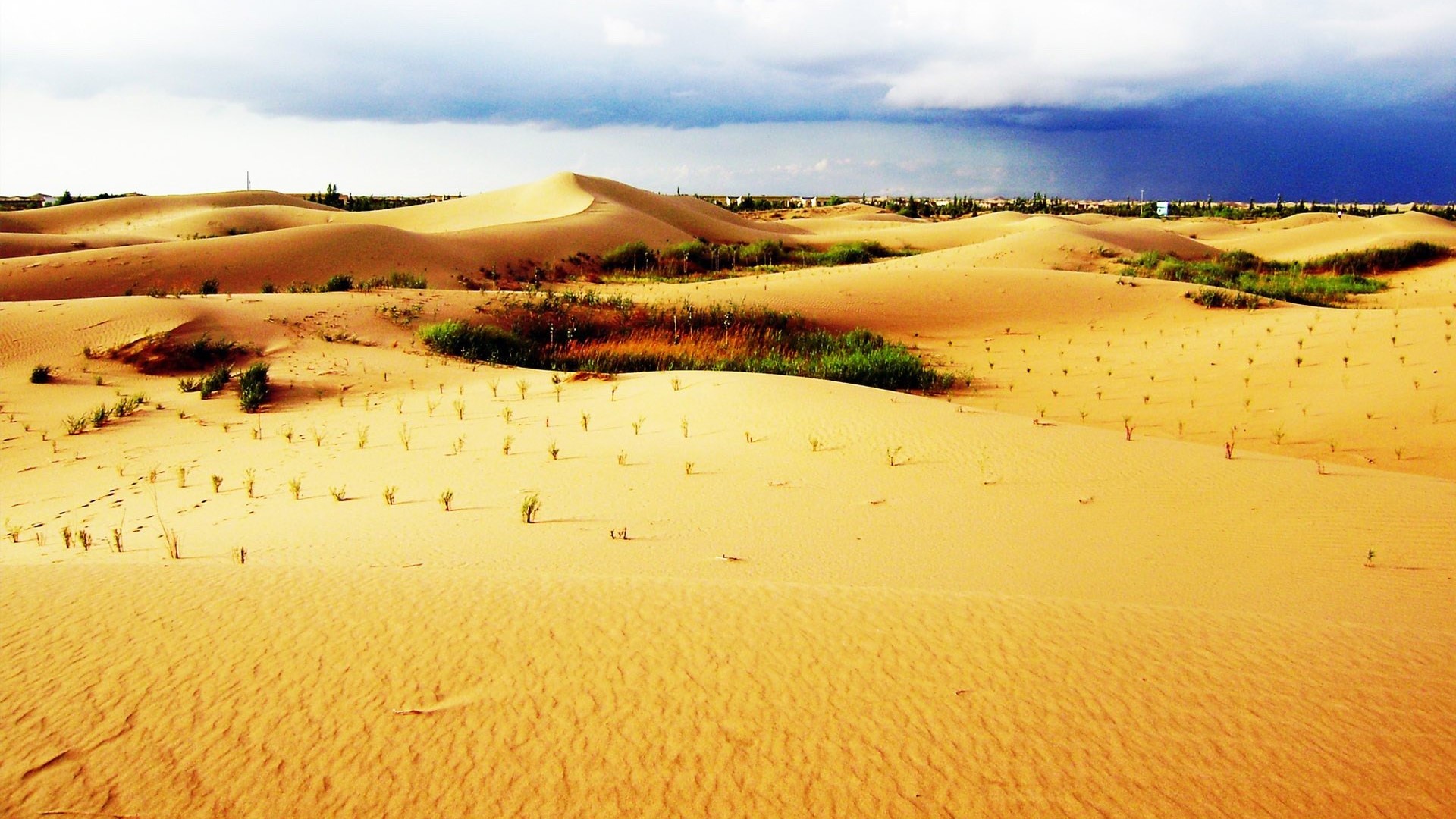连续下一个月的雨,沙漠能够实现森林遍地的蜕变吗?