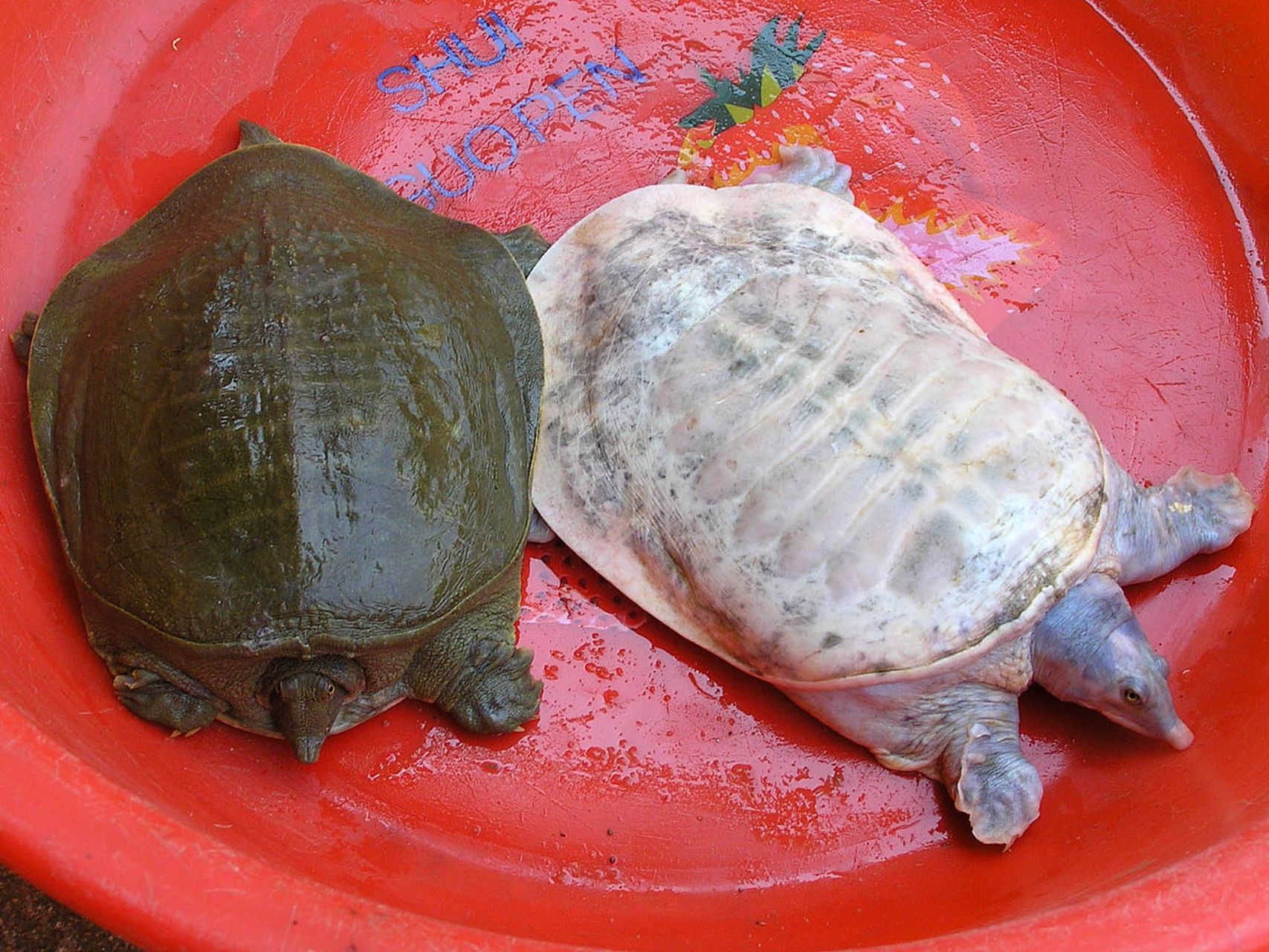 鳖是龟鳖目鳖科鳖属的爬行动物,俗称甲鱼,团鱼,水鱼,王八,在冬天寒冷