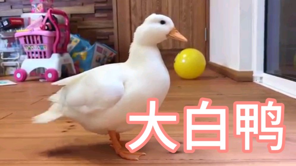 养只大白鸭当宠物,可比猫猫狗狗闹腾多了