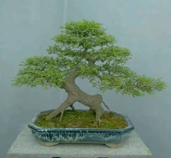 象形式盆景造型特点以及精品鉴赏