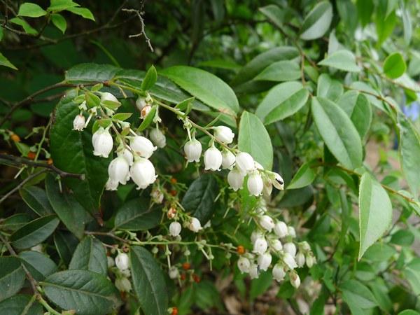 农村的这种野果子真厉害,即可用来煮饭也能泡酒,还补血促睡眠!