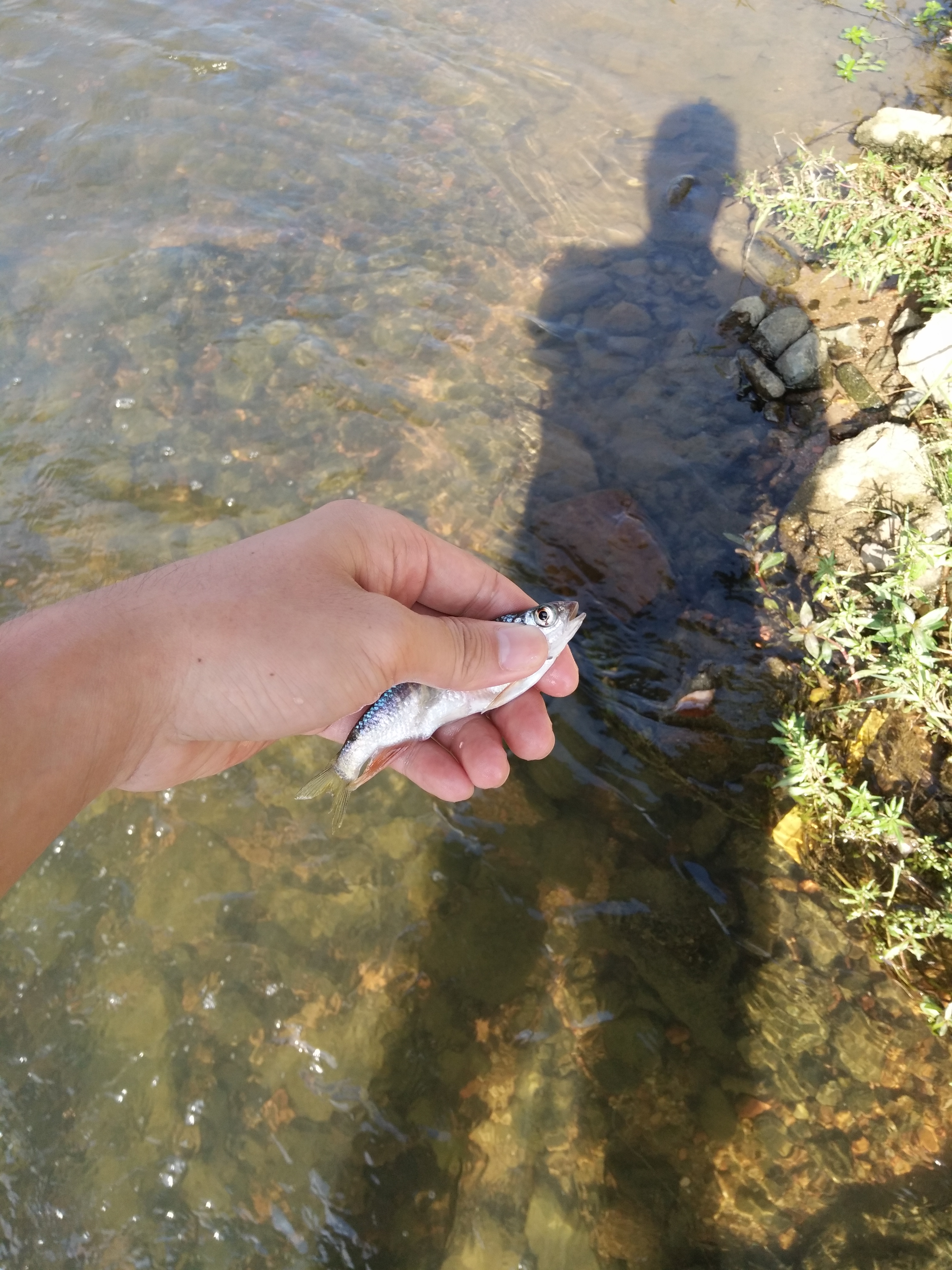 和表弟到老家河里网鱼,纯野生河鱼!