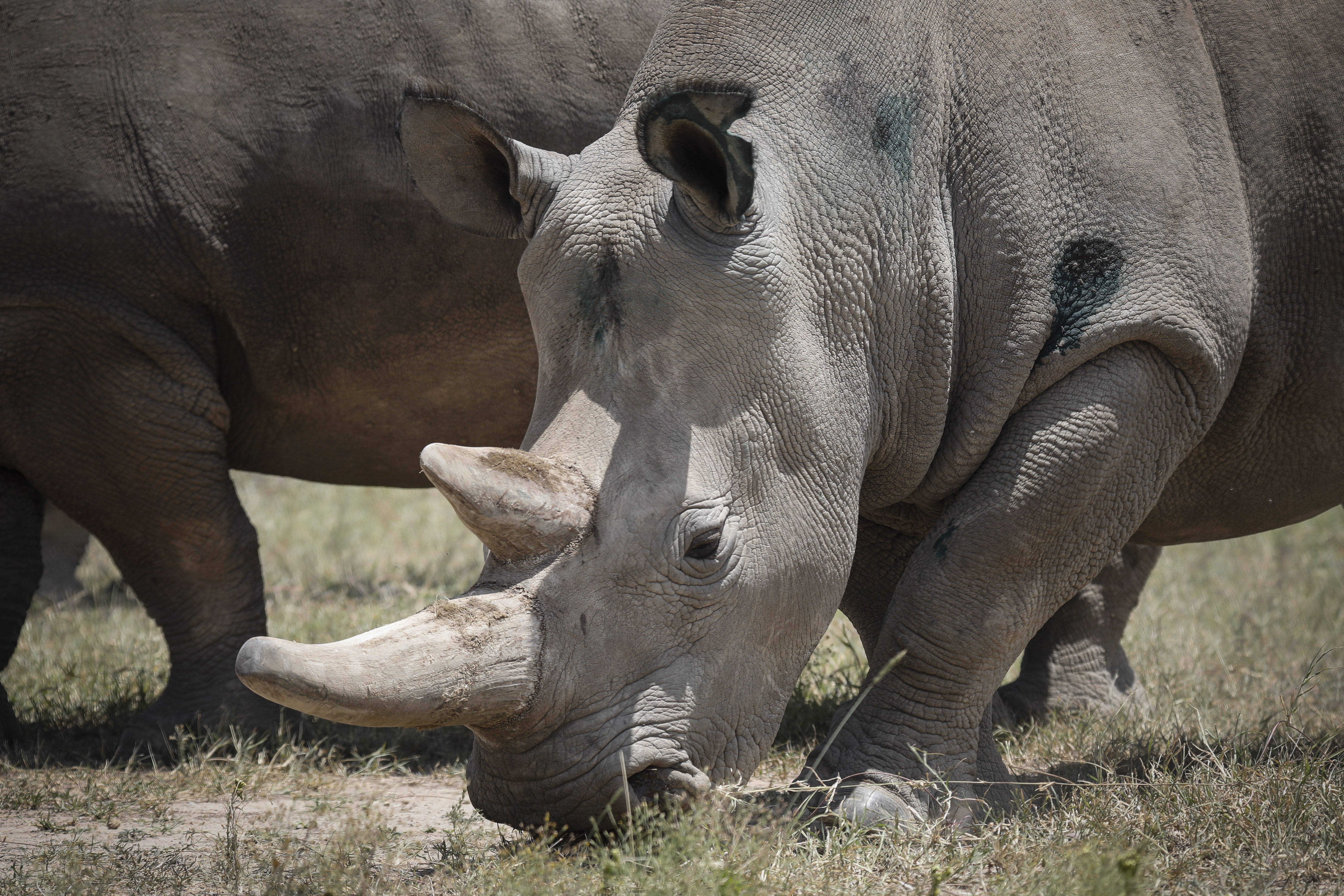 全球仅存两头北方白犀牛取卵成功(9)