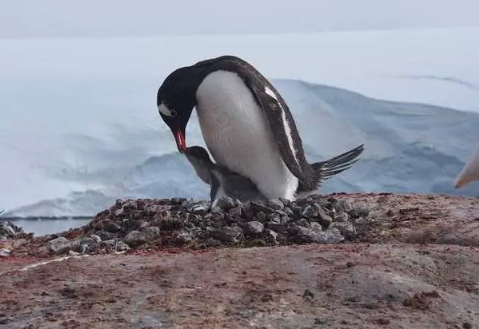 在纪录片《在世界尽头相遇》里拍到了一只母企鹅自杀的一幕,我们都